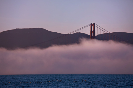Fog with Pelicans and Bridge