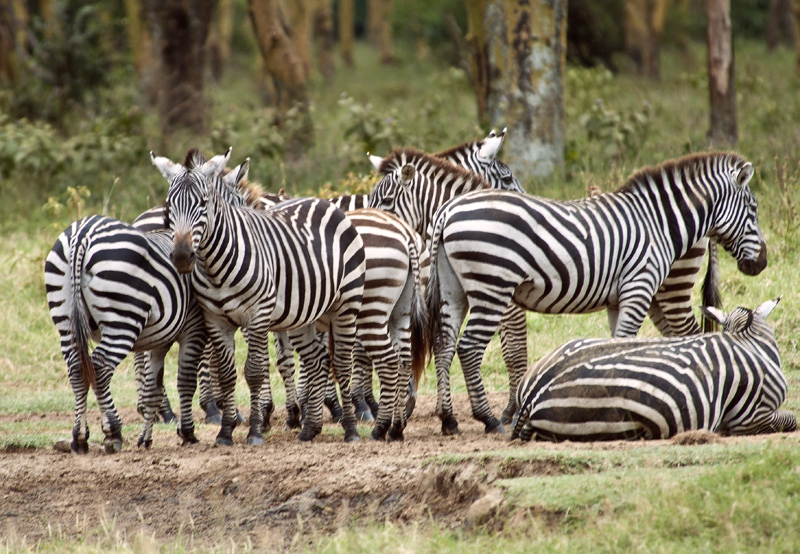 Zebra Gathering