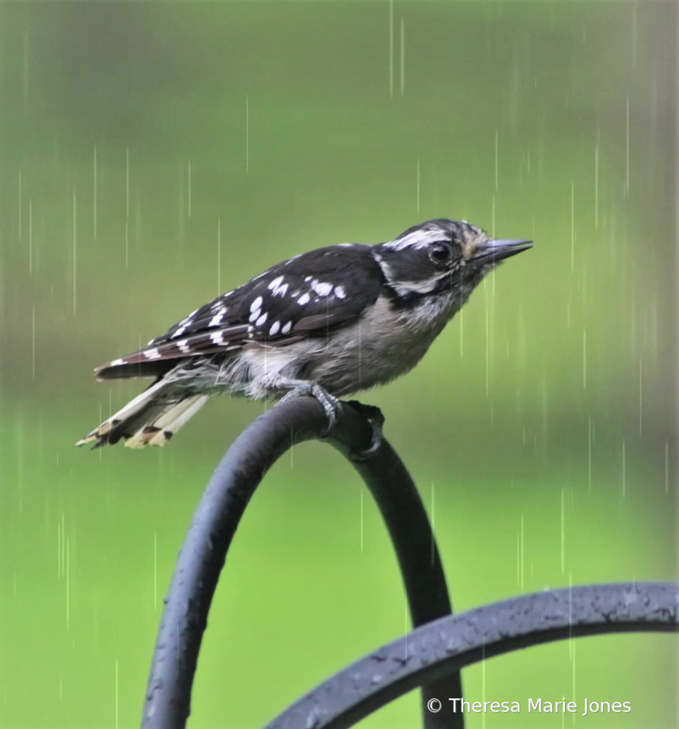 Rainy  - ID: 15961416 © Theresa Marie Jones