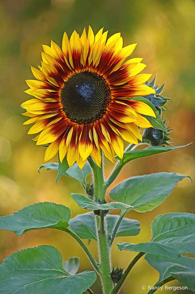 Radiant Sunflower