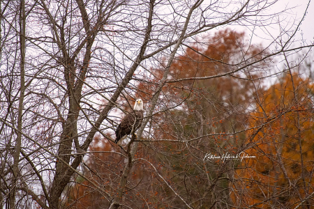 Coming In For A Landing - Bald Eagle 6