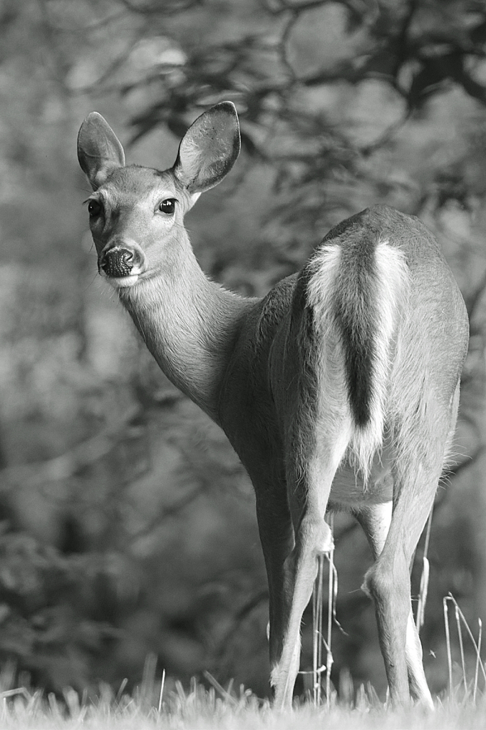 Deer B&W - ID: 15962336 © Lori A. Nevers
