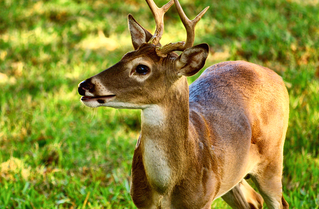 Majestic Buck