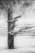 Winter Decor  791...
