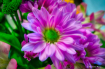 Macro of a flower...