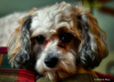 My dog - Sammy