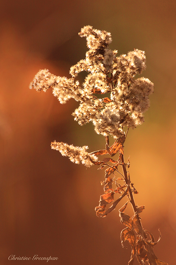 Autumn Weed