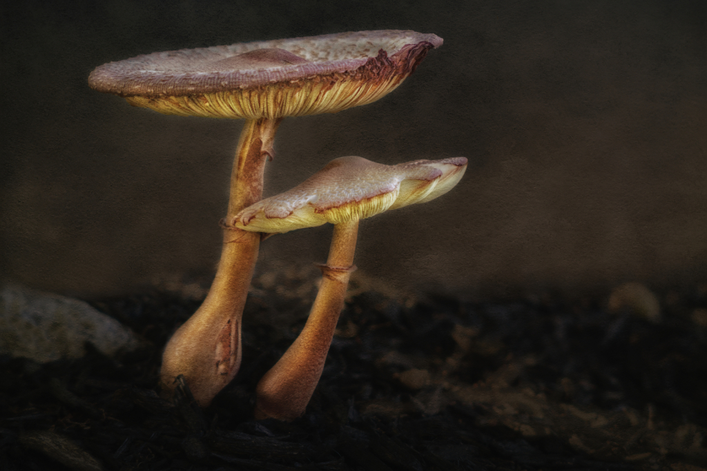 Shrooms Textured2  8694