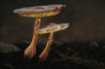 Shrooms Textured2...