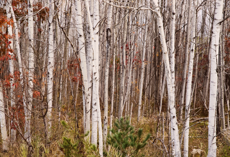 ForestScape