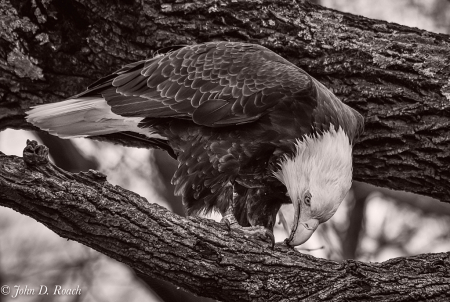 Eagle Eating in a Tree