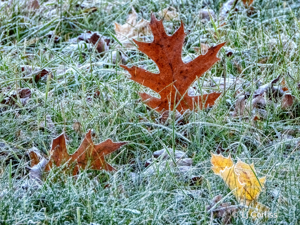 fall frost