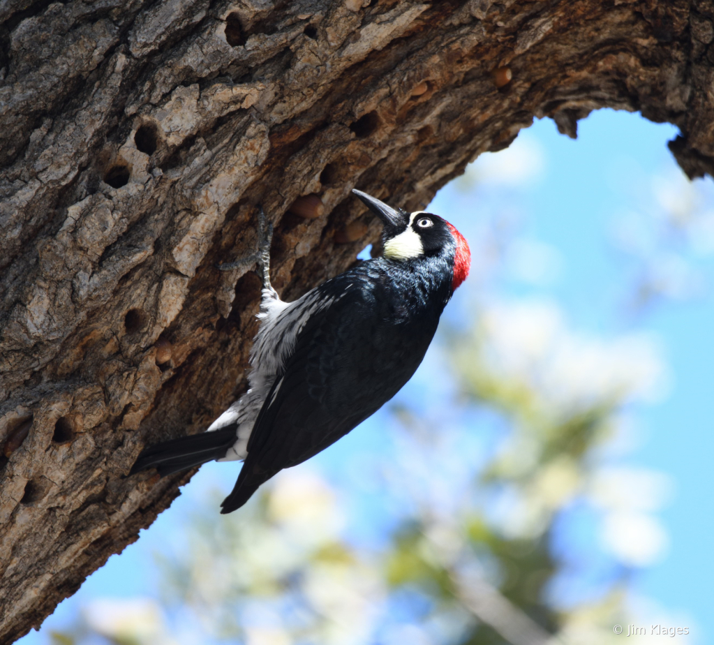 Acorn Woodpecker