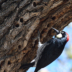 © Jim Klages PhotoID # 15962654: Acorn Woodpecker