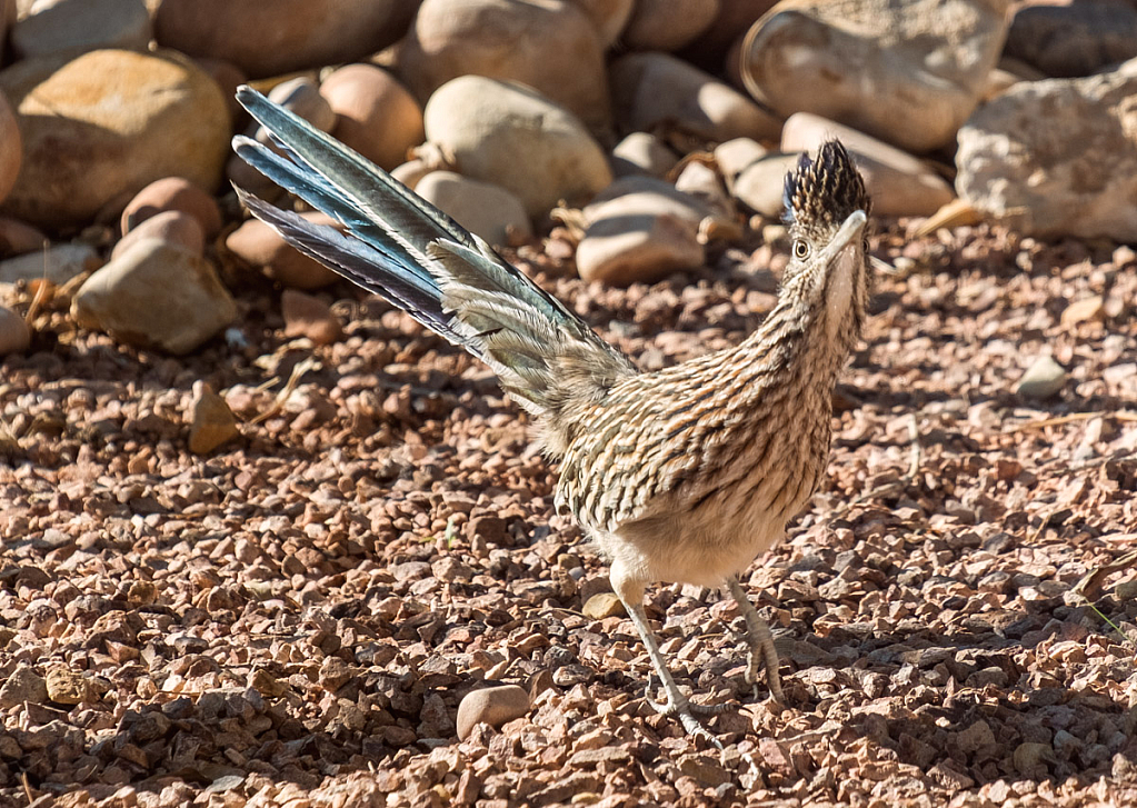 Roadrunner makes eye contact 