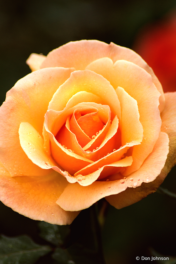 Peach Rose 10-24-21 264