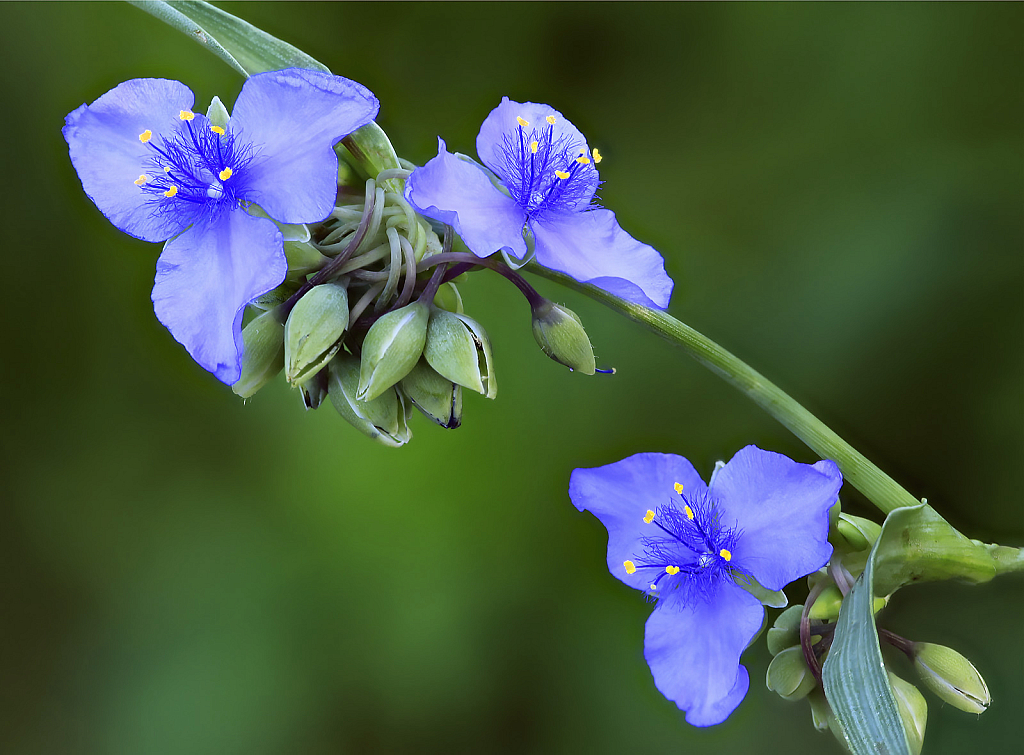 Blue Wildflowers