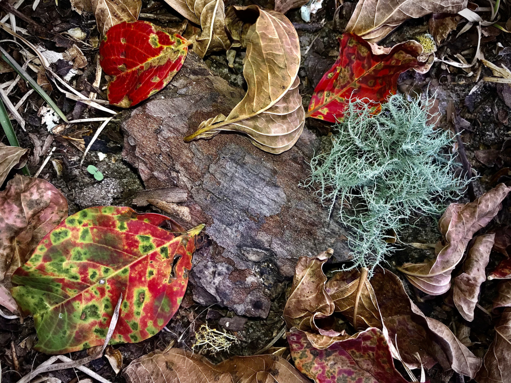 Fall colors and textures  - ID: 15962873 © Elizabeth A. Marker