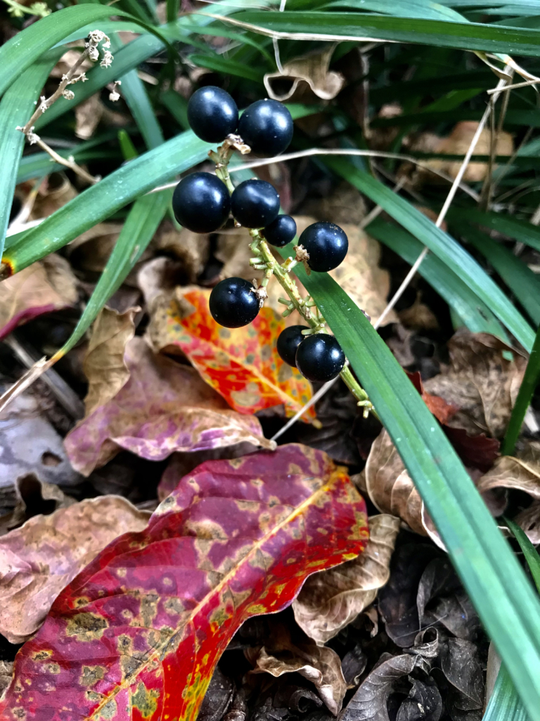 Autumn on the ground  - ID: 15962874 © Elizabeth A. Marker