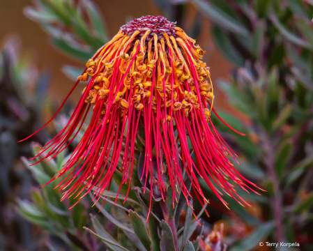 Santa Cruz Botanical Garden