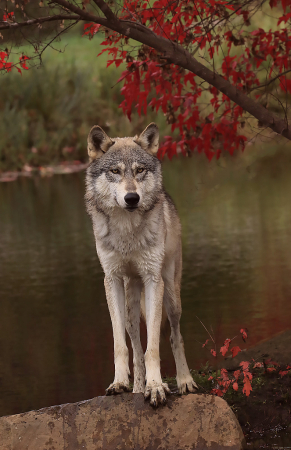 .Wolf in Fall Color