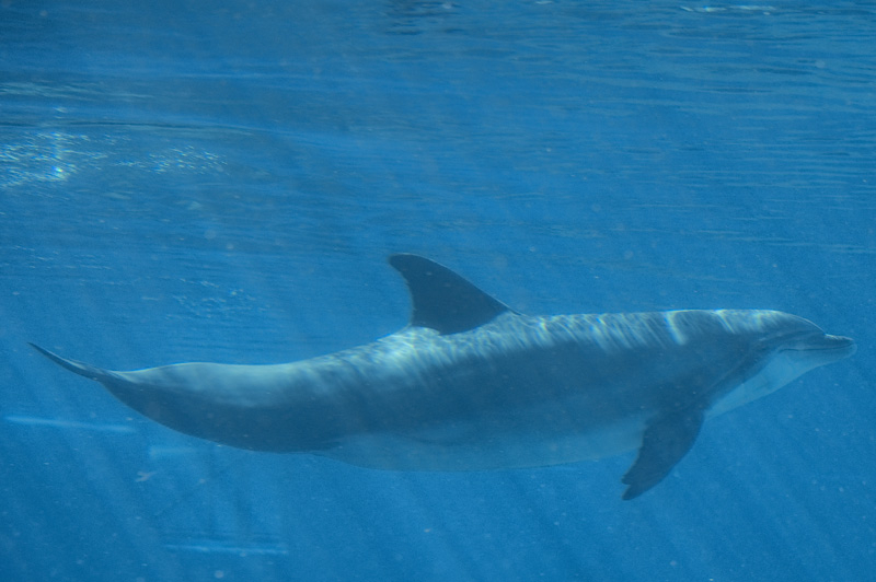 Swimming Along - ID: 15963173 © Kelley J. Heffelfinger