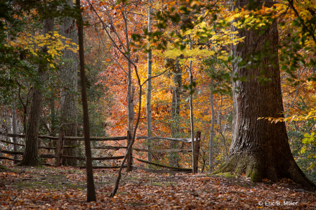 Fall in Her Glory