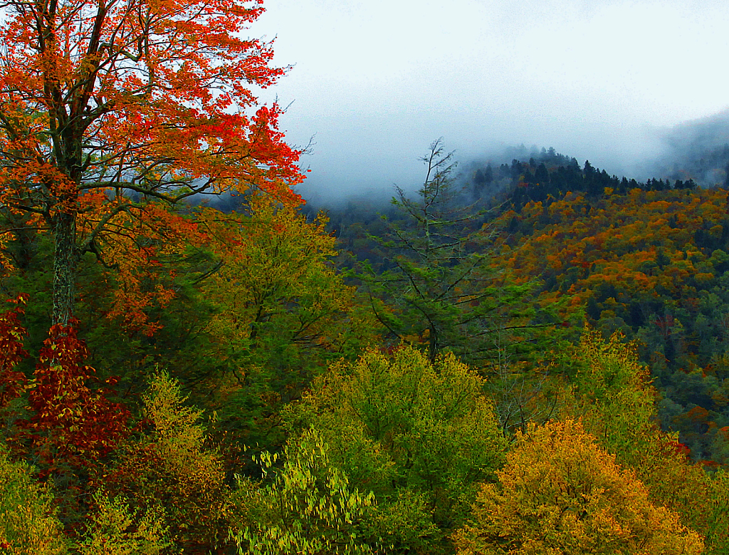 Blue Ridge Color