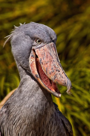 Shoebill