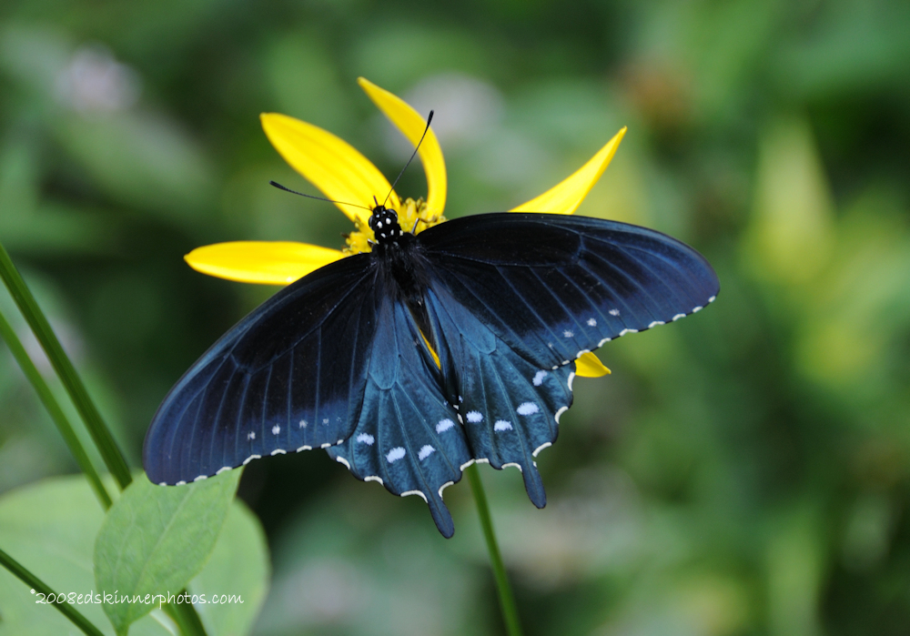 Swallowtail Butterfly - ID: 15963434 © Edward v. Skinner