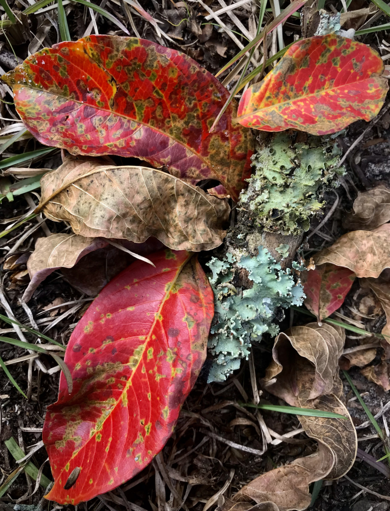 Three red leaves - ID: 15963440 © Elizabeth A. Marker