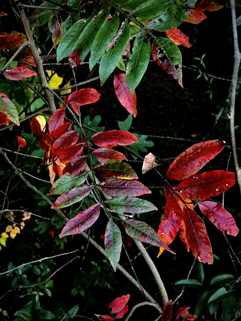 Leaves of many colors