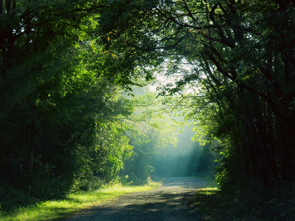 Road Through The Greenbelt