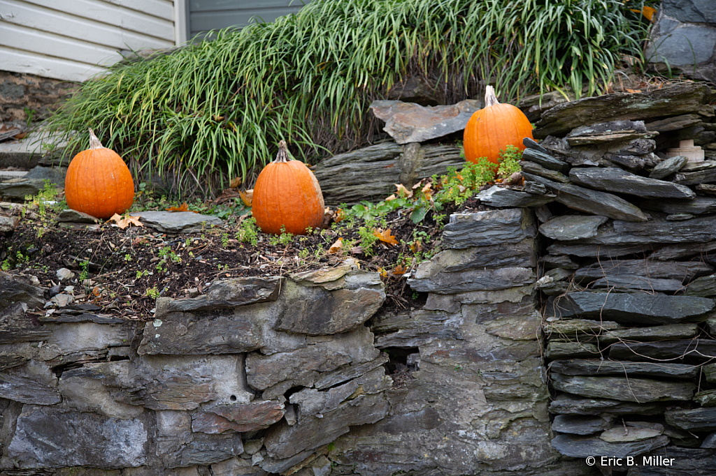 Pumpkins - ID: 15963673 © Eric B. Miller