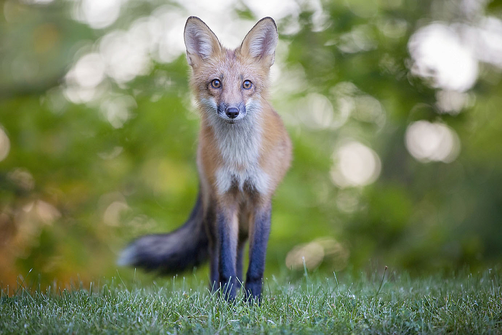 Not So Shy Fox