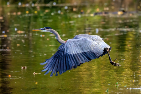 Great Blue Heron Flying Over Water