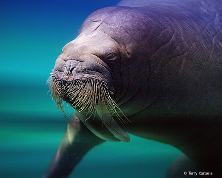 Walrus (portrait)