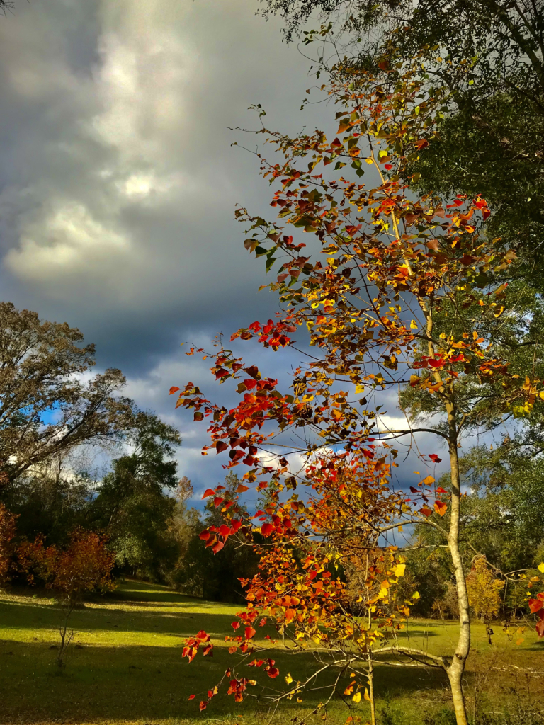 Autumn in Alabama 