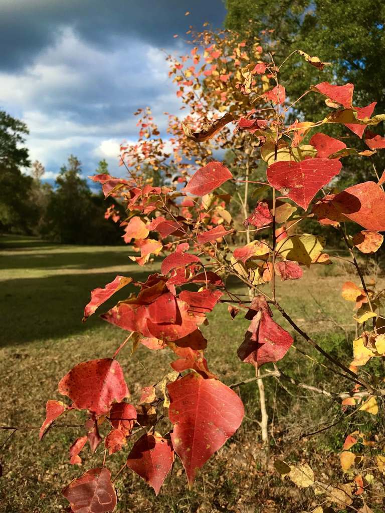 Flash of red