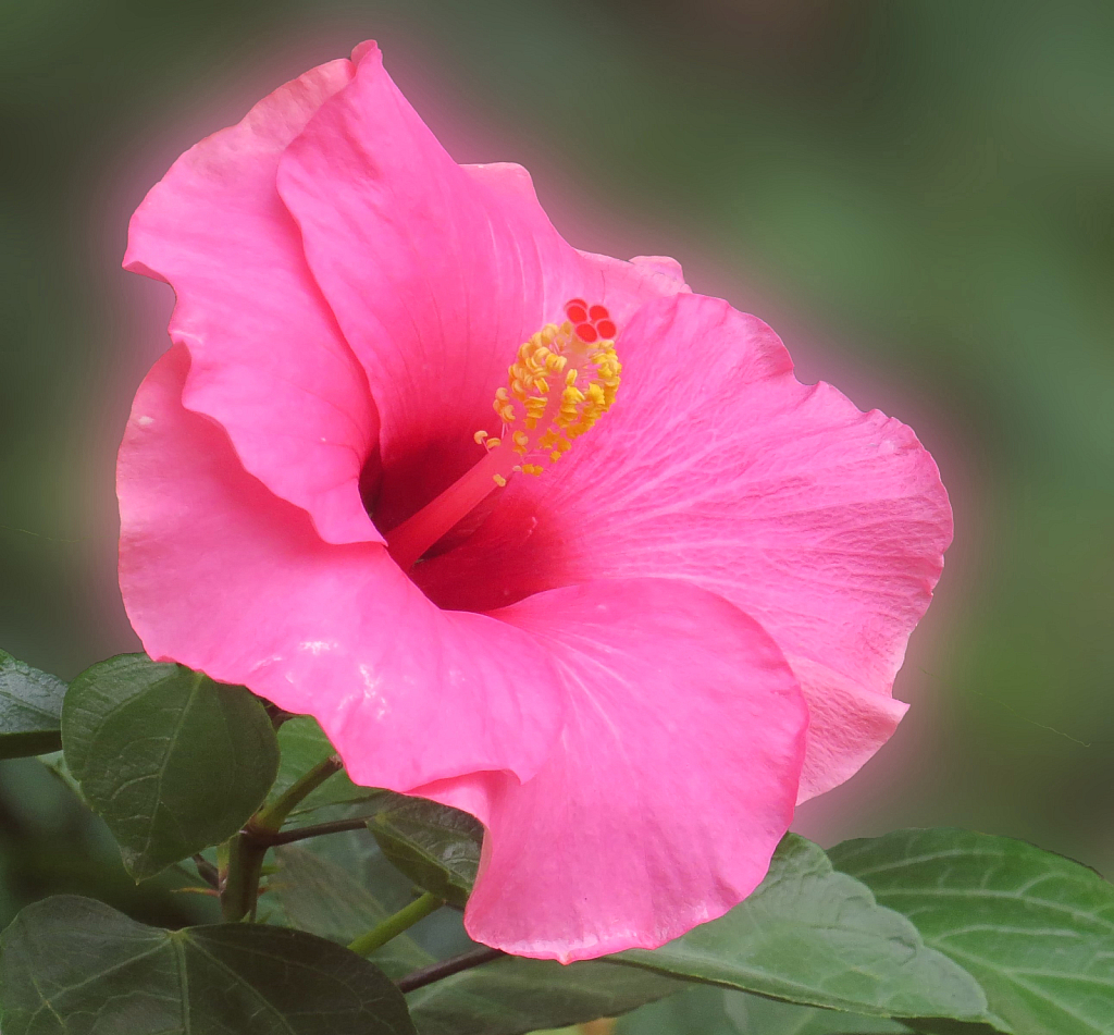 Another Hibiscus