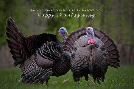 Happy Thanksgiving