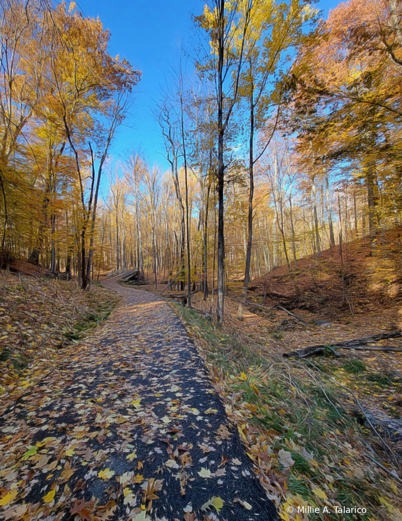 An Autumn Path