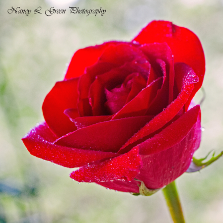 Portrate of a Rose