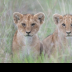 © Kitty R. Kono PhotoID# 15964064: Young Lion Cubs