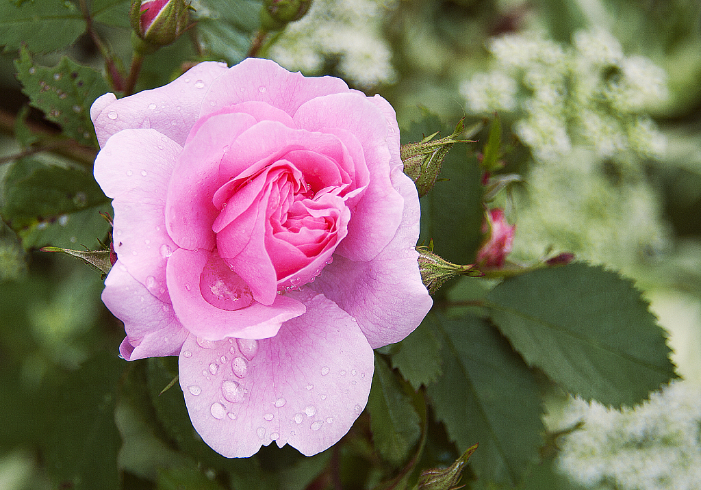 Pink Beauty