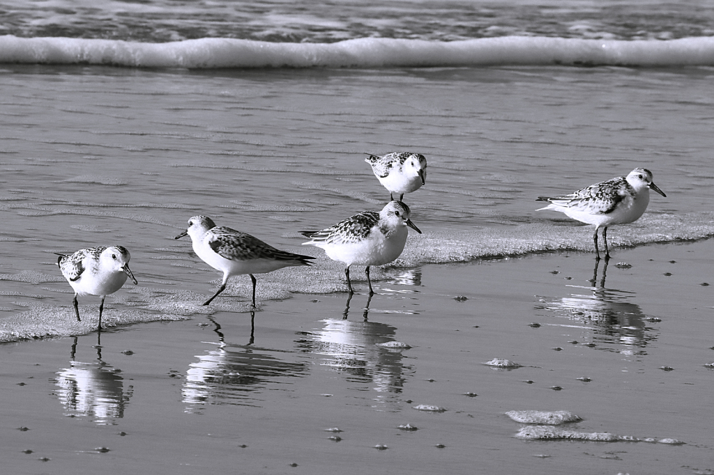 Shore birds in B&W