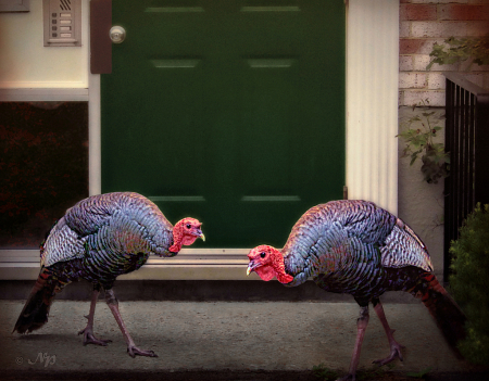 Nobody is home … HAPPY THANKSGIVING!