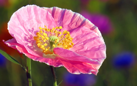 Pink And Pretty