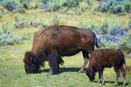 Grazing Along