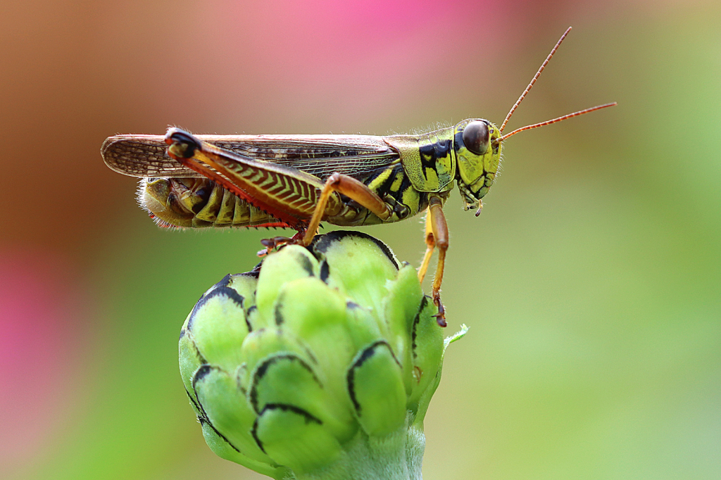 Grasshopper - ID: 15964303 © Lori A. Nevers